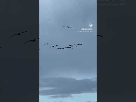 Summer Wind & Sinatra! #naturelovers #nature #travel #seabrook #southcarolina #summer #beach #wind