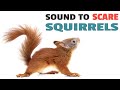 Sound To Scare Squirrels Away