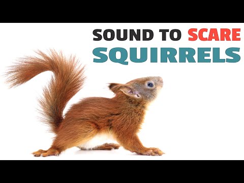 YouTube video about: What sounds do squirrels hate?