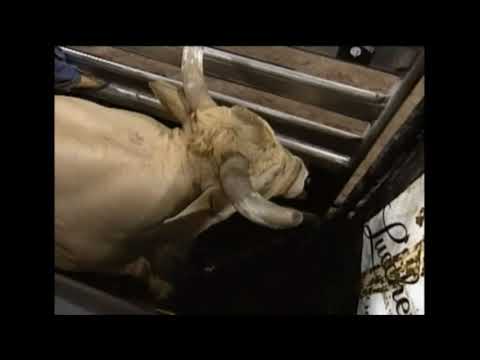 Sling Blade bucks Chad Lucas - 03 PBR Colorado Springs