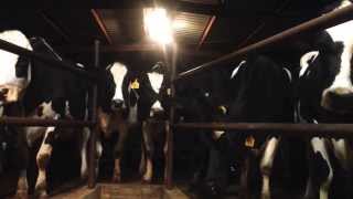 preview picture of video 'Gilmer Dairy Farm MooTube Minute (11/8/13)'