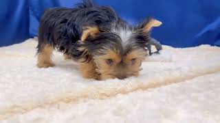 ヨークシャーテリアの動画01