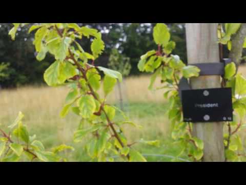 download lagu mp3 mp4 Small Red Plums Uk, download lagu Small Red Plums Uk gratis, unduh video klip Small Red Plums Uk