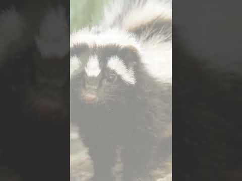 Zorilla : Africa's Fierce and Smelly Predator  #shorts