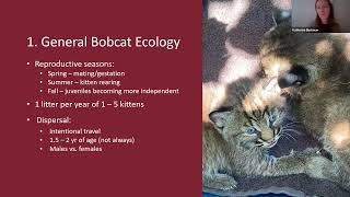 Learn from the Experts: Bobcats in Illinois