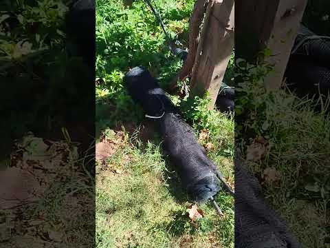 Visitando una vinícola en Camargo,.Cintis, Chuquisaca, Bolivia.