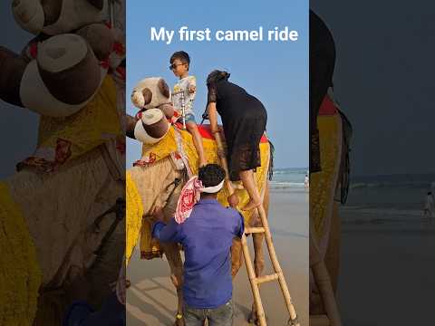 camel ride at puri golden beach 🐪🐫#camel ride #shorts #viralshorts