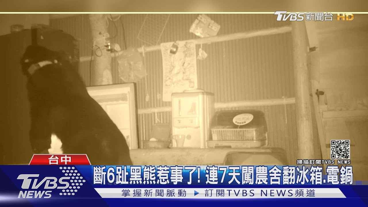 斷6趾黑熊惹事了! 連7天闖農舍翻冰箱、電鍋
