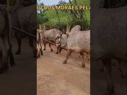 CARREANDO EM POÇO FUNDO-MG ! #boiadeiro #roça #tradição #carreiro #carrodeboi #modao #gado
