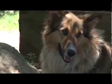 Cachorro ovelheiro: importância na lida do campo no RS