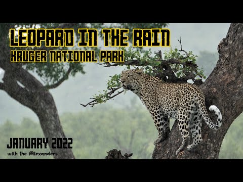 Leopard in the Rain, Kruger National Park, January 2022