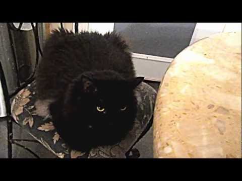 Jamal the Ghetto black cat Ep.1