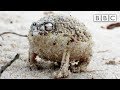 A tiny angry squeaking Frog 🐸 | Super Cute Animals - BBC