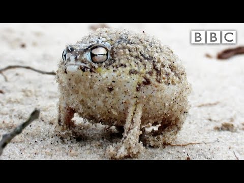 A tiny angry squeaking Frog 🐸 | Super Cute Animals - BBC