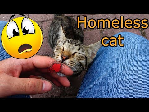 Why Does The Tabby Cat Want To Eat Me? | Adorable Cats