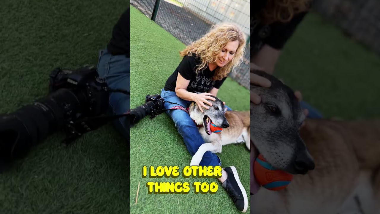 Enlarge Koop, a Adoptable mixed breed in Los Angeles, CA video 6/6