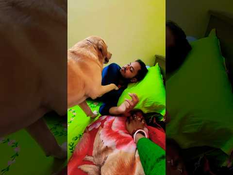 Hai arzoo 🥰 #song #music #labrador #doglover #coco #cute #funny #pets #trending #trend #animals #dog