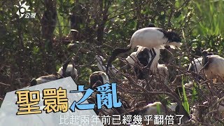 Fw: [新聞] 「死神鐮刀」入侵花蓮？ 發出緊急追緝令