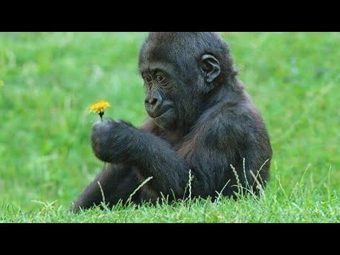 Des singes amusants qui changeront votre humeur pour de bon