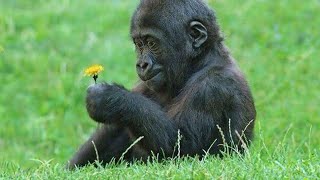 Des singes amusants qui changeront votre humeur pour de bon