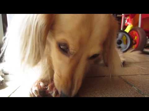 犬が爪を噛む癖 原因と止めさせる方法 犬のq A集 Dogoo Com