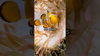 Como as ANÊMONAS se ALIMENTAM?