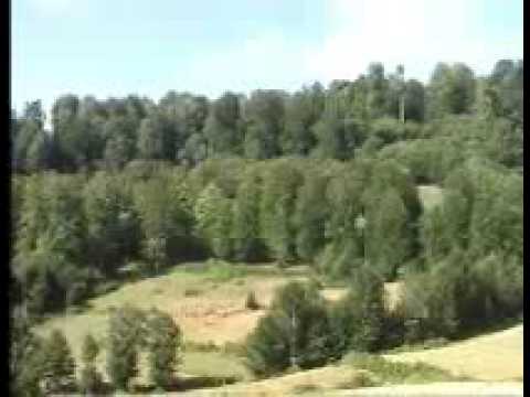 Sevda Gül-Şu Akkuşun Gürgenleri