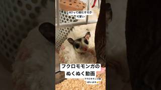 フクロモモンガは夜行性なので基本昼間は出てきません #フクロモモンガ # #animals #可愛い #動物 #癒し動画