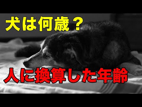 Husky in mitten einer Winterlandschaft