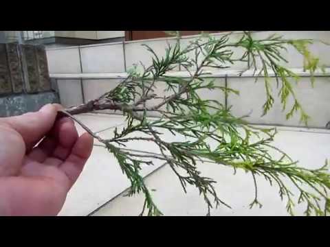 翡翠の木の剪定方法は？簡単なビデオチュートリアル + トップメンテナンスのヒント  庭園