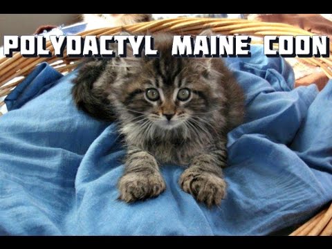 Maine Coon Cat Video - Maine Coon Curiosities - Polydactyl Maine Coons