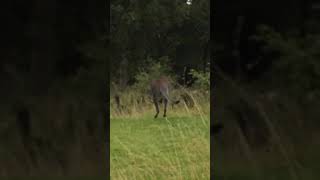 I caught a kangaroo in ENGLAND!!