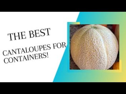 The Easy Way to Grow Cantaloupes in Containers!