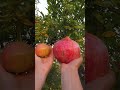 #Giant, #Pomegranate Huge Organic Pomegranate #shorts