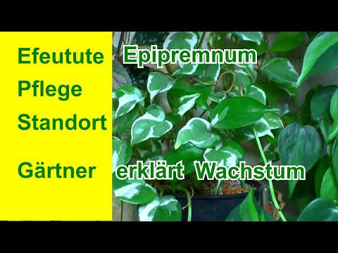 Efeutute richtig pflegen   die komplette Guide der Epipremnum pinnatum Pothos plant