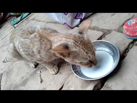 Cute cat drinking milk