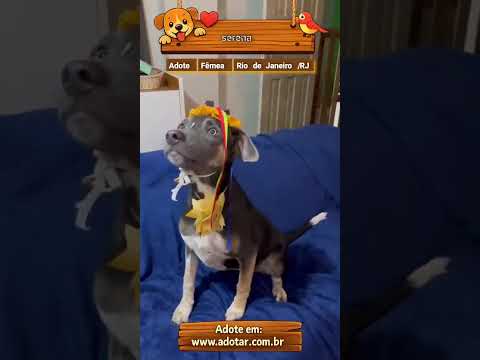 Vídeo de serena