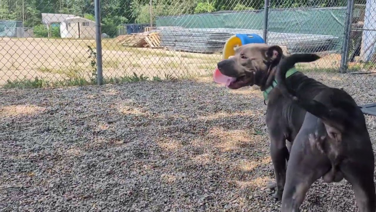 Enlarge Scotty, a Adoptable Mixed Breed in West Olive, MI video 6/6