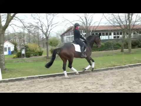 "Dunhill" 4jähriger brauner Wallach von Desiderio