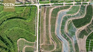 Hainan se proyecta como centro agrícola global con inicio de operaciones aduaneras independientes