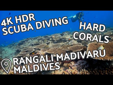 4K HDR Scuba Diving - Hard Coral Garden - Rangali Madivaru, South Ari Atoll, Maldives