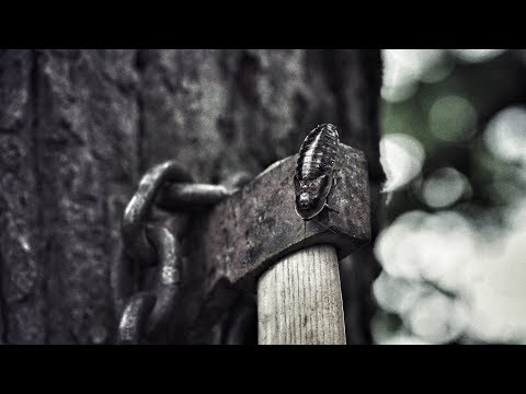 ✖️ Crazy Alpha - Karmo Kaputto - Provo - Gera Berlin - UNGEZIEFER (prod. von Kotico) ✖️