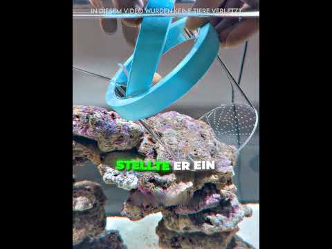 Er wollte ihn unbedingt retten🥺🦈