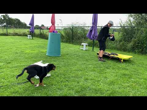 36 De check-look. Hoe leer je jouw hond het hierkomen aan?