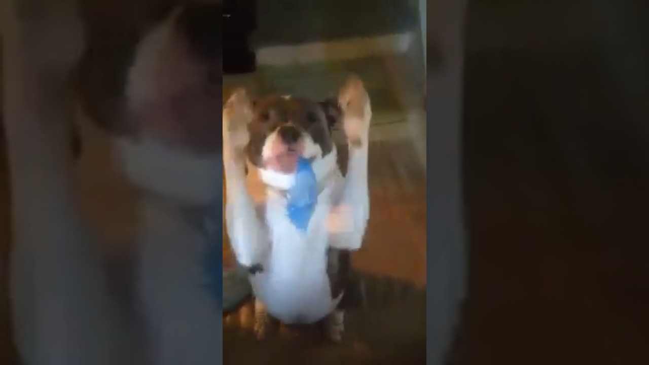 Sierra Getting the Newspaper