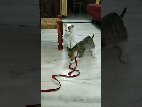 Tale of 3 kittens | Part 27- Hold on to me