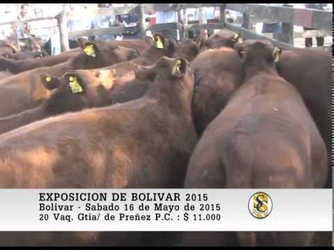16-05-15 Venta de Vaquillonas P.C. con Garantia de Preñez - Expo-Otoño Bolivar