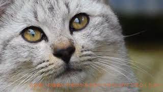 （エラー）part151 三番街のボス猫がバグったら「bgmは自由に使ってok」