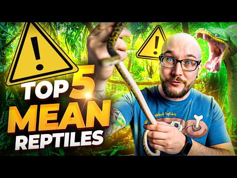 Top 5 MEANEST Reptiles and 5 WAY Better Options!
