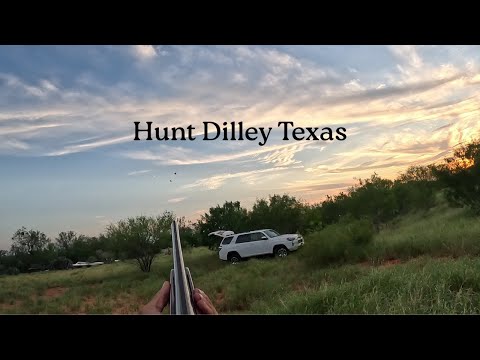Dilley Dove